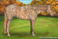 Horse Color:Cremello Sabino  Brindle