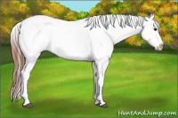 Horse Color:Brown Appaloosa