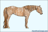 Horse Color:Perlino Sabino  Brindle