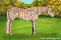 Horse Color:Perlino Sabino  Brindle