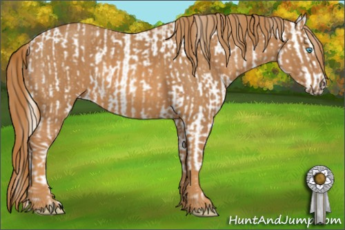 Horse Color: Unknown 