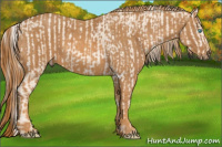 Horse Color:Cremello Sabino  Brindle