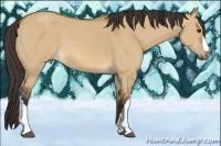 Horse Color:Buckskin Dun 