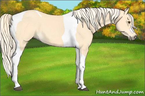Horse Color: Palomino Dun Tobiano 