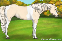 Horse Color:Palomino Dun Tobiano