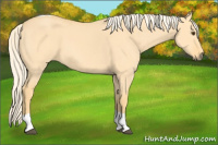 Horse Color:Palomino Dun Tobiano 