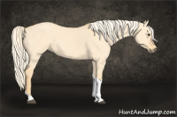 Horse Color:Palomino Dun Tobiano 