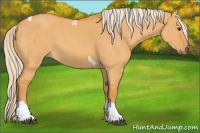 Horse Color:Palomino Dun Tobiano