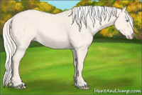 Horse Color:Cremello Dun Tobiano