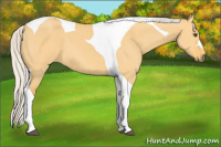 Horse Color:Silver Buckskin Dun Tobiano 