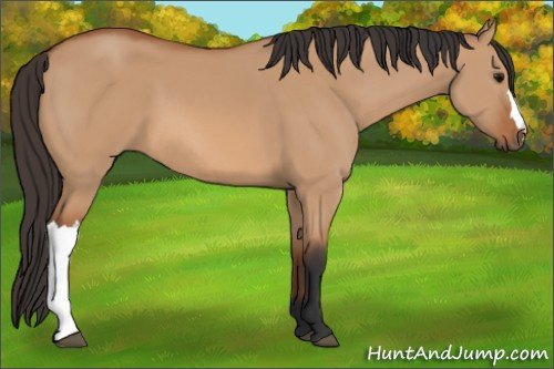 Horse Color: Bay Dun 