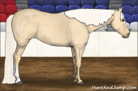 Horse Color:Palomino Dun Tobiano 