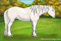 Horse Color:Cremello Dun Sabino Tobiano 
