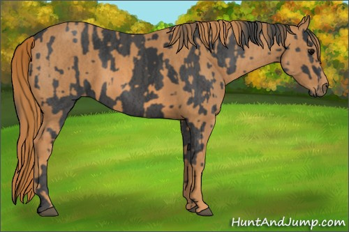 Horse Color: Black  Brindle