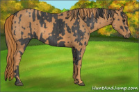 Horse Color:Black  Brindle