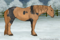Horse Color:Black  Brindle