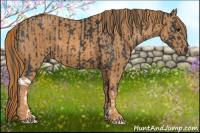 Horse Color:Black  Brindle