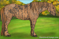 Horse Color:Black  Brindle