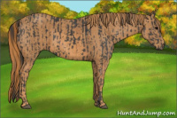 Horse Color:Black  Brindle