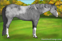 Horse Color:Blue Roan