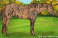 Horse Color:Black  Brindle