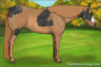 Horse Color:Black  Brindle