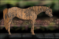 Horse Color:Black  Brindle