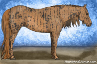Horse Color:Black  Brindle