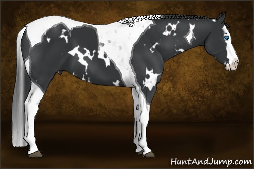 Horse Color: White Spotted Black Splash Tobiano 