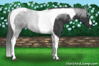 Horse Color:Black Tobiano 