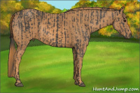 Horse Color:Black  Brindle