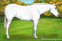 Horse Color:Classic Champagne Appaloosa 