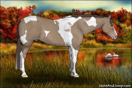Horse Color: Classic Champagne Tobiano 