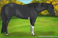 Horse Color:Black Tobiano Rabicano