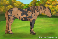 Horse Color:Black  Brindle
