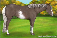 Horse Color:White Spotted Silver Black Splash 