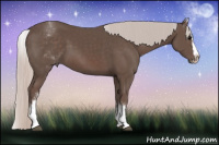 Horse Color:White Spotted Silver Black Splash