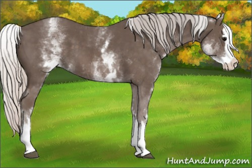 Horse Color: White Spotted Silver Black Splash 