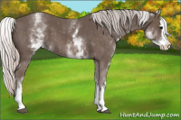 Horse Color:White Spotted Silver Black Splash 