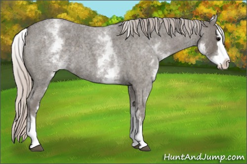 Horse Color: White Spotted Silver Blue Roan Splash 