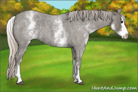 Horse Color:White Spotted Silver Blue Roan Splash 