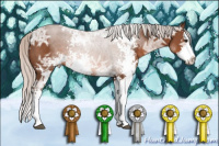 Horse Color:Silver Bay Ice Sabino Splash
