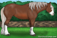 Horse Color:Silver Bay Splash 
