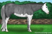 Horse Color:Blue Roan Splash Rabicano 
