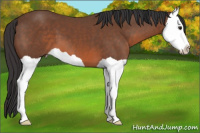 Horse Color:Bay Splash 