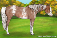Horse Color:White Spotted Silver Bay Roan Splash 