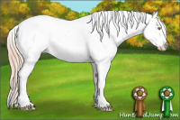 Horse Color:Gold Champagne Appaloosa 