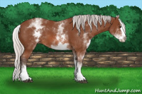 Horse Color:White Spotted Silver Bay Splash