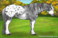 Horse Color:White Spotted Blue Roan Splash Frame Appaloosa