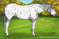 Horse Color:White Spotted Blue Roan Splash Frame Appaloosa